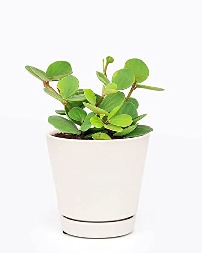 Peperomia Hope (4" Grower Pot) - Live, Easy To Care, Easy To Grow, Indoor Air Purifier, Perfect For Low To Moderate Light Condition #TOP5