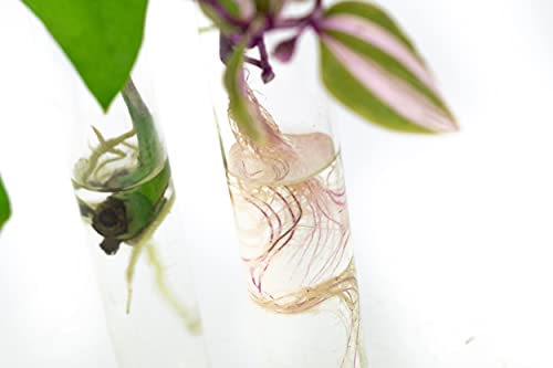 Propagation Tubes | 3x | Met Random Cuttings - Afbeelding 3