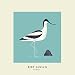 Avocet