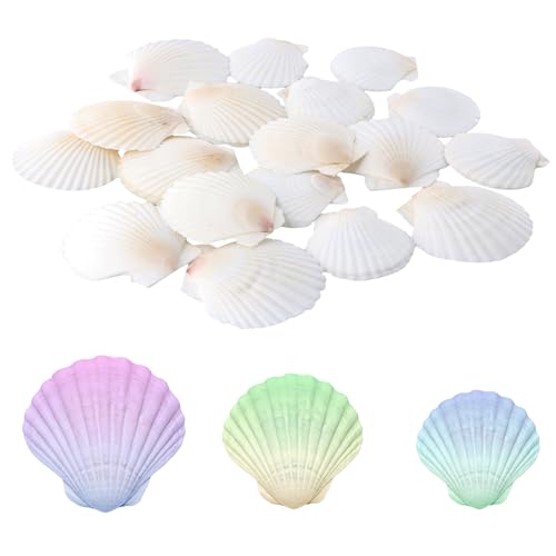 20 Piezas Conchas de Vieira Grandes, Conchas Naturales Blancas Decorativas, Decoración de Cocina, Artesanías para Bodas, Fiestas Temáticas de Playa, Acuarios