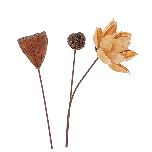Tallos de loto secos decorativos naturales miniatura 6