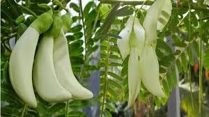 See full amazon price history chart for The Royal Crafty Sesbania White Bok Phool Flower Live Plant Cheera,Spinach Agathi Keerai Flower Plant outdoor flower plant The Royal Crafty Sesbania White Bok Phool Flower Live Plant Cheera,Spinach Agathi Keerai Flower Plant outdoor flower plant (B0D4Q59RMB) Amazon Price History, Amazon Price Tracker
