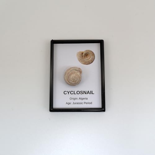 Fossil Collection - Authentic Prehistoric Stone for Collectors, Education & Decoration with Acrylic Box & Magnifier