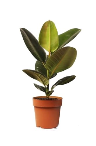 Árbol Natural de Interior o Exterior Ficus Elastica