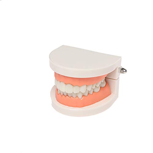 Standard Teeth Model, YOUYA DENTAL Kids Dental Teaching Study Supplies Adult Standard Typodont Demonstration Teeth Model(Without Wisdom Teeth) - Thumbnail 7