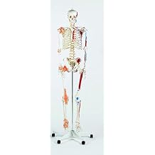 Performance Health Life Size Model Skeleton with Stand and Wheel Base, Teaching & Science Aid for Classroom, Clinic and Medical School