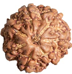 Bracelet ShriRudram 7 Mukhi Rudraksha / Bracelet Rudraksh à sept faces avec perles Java certifié D2 - France