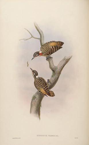 Pintura de lienzo de John Gould SERENDIPITP: arte fino texturizado de 60x90cm para pared