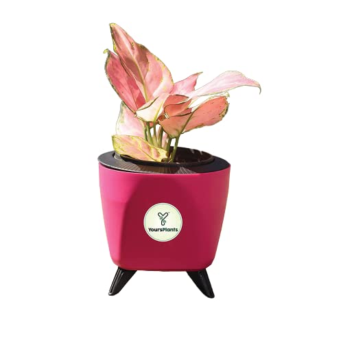YoursPlants? Aglaonema Red Live Indoor Plant (Mini) with Self watering Pot (B0BP88QGTM) Amazon Price History, Amazon Price Tracker