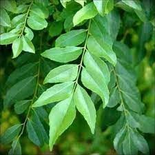 New Fresh 45pcs CurryLeaf Plant Seeds Generic