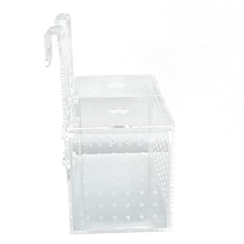 Écloserie d'aquarium transparente pour protéger les petits poissons de la prédation