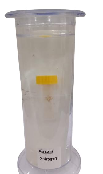 Spirogyra Specimen (Botany Specimen) Brand OM Labs-image-28