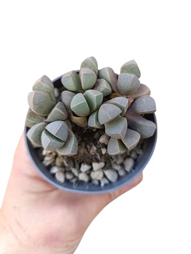 Lapidaria margaretae pianta sasso succulenta nana pianta grassa fiore giallo