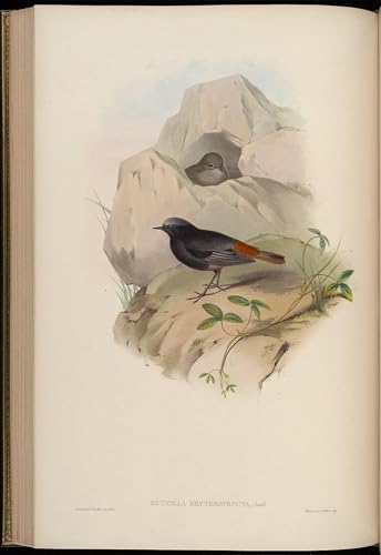 Tableaux muraux de célèbres oiseaux John Gould impression haut de gamme