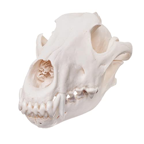 Real Gray Wolf Skull A Quality