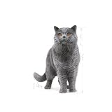 Royal Canin Cat Food Brytyjski Shorthair 10 kg