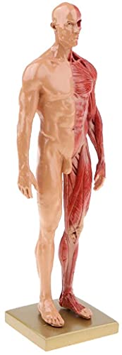 Image of BONEW 30CM Male and Female Resin Human Anatomical Anatomy Skull Head Body Model Muscle Bone Model Medical Lab Reference Model Red (Male)