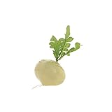 White Artificial Turnip