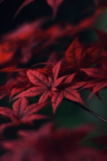 Bloodgood Japanese Maple Acer Palmatum ‘Bloodgood’ 2 - Year Live Tree #TOP3