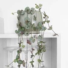 BeGrin String of Heart Live Plant for Indoor Decore Ceropegia woodii Chain of Hearts Collar of Hearts String of Hearts Rosary Vine Hearts on a-String Sweetheart Vine Live Plant (B0DF4D7PGT) Amazon Price History, Amazon Price Tracker