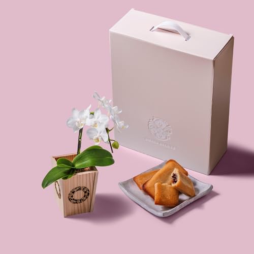ミニ胡蝶蘭」の人気商品一覧 | 安い商品を通販サイトから探す - 価格.com