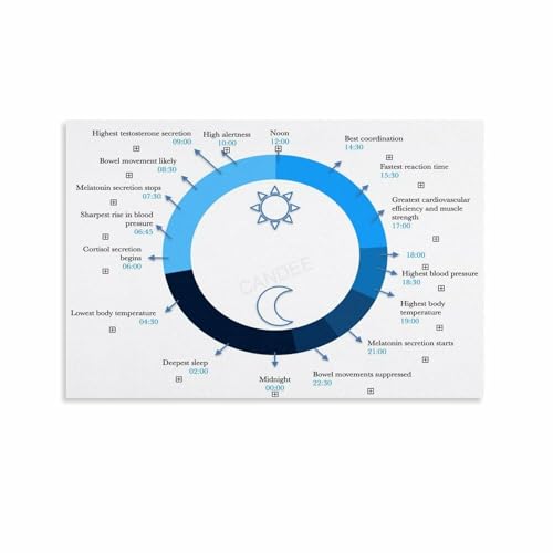Circadian Rhythm Chart Guide Poster (4) Canvas Painting Posters And