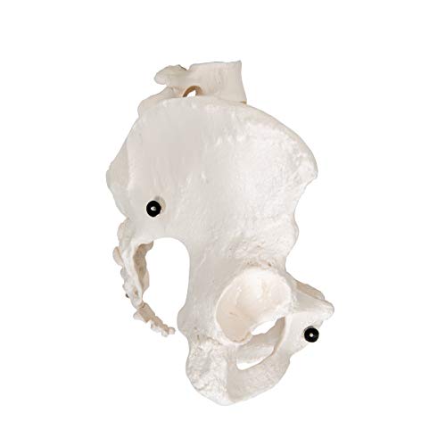 3B Scientific A61 Female Pelvic Skeleton - 3B Smart Anatomy #TOP2