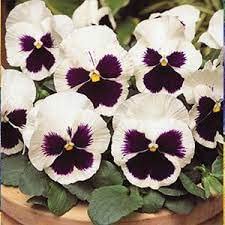 Pansy White Flower Seeds Hybrid | Pansy White Seeds Hybrid | Pansy White Flower Plant Live | Pansy White Flower Seeds Hybrid Double | Pansy White Live Plant pack of 20 Seeds