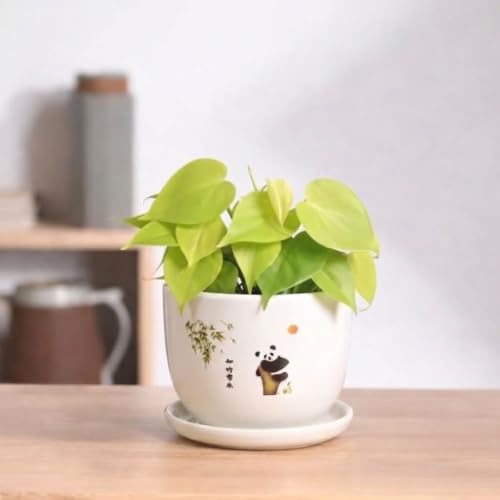 Image of Urban Upvan Panda Design Printed Ceramic Pot with Tray - Premium Decorative Planter for Indoor & Outdoor Plants, Modern Elegant Flower Pot for Home, Garden & Office