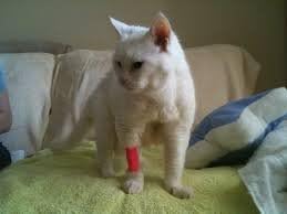 Vet Wrap Tape 2 inch Bandage Pet,Self Adhering Stick Bandage, (2" x 15' Feet Long) - (12 Rolls or 24 Rolls)