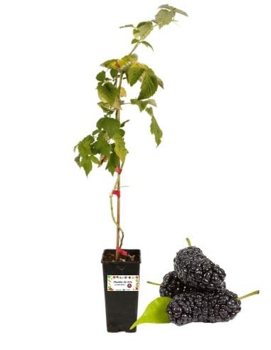 P. Piantine da Orto | Gelso Nero, Vaso da 2L, Pianta Pronta per Il Trapianto, Pianta Vera da Orto, da Balcone e da Esterno, Vivaio Italiano