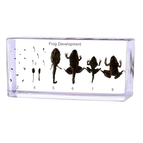 Frog Life Cycle Specimen in Resin - Real 5 Stage Development from Egg to Adult for Stem Science Biology Classroom,Unique Home Office Desk Display,Gift (5.51×2.52×0.71)
