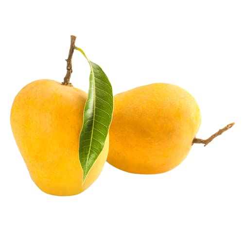 Fresh Mango Alphonso Ratnagiri, 2Pcs (Approx: 400-450g/pc)