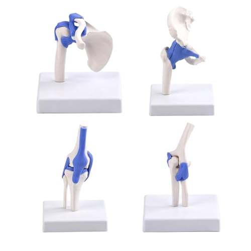 A Set Human Joints Model with Blue Ligaments, Half Life Size Shoulder Hip Elbow and Knee Joint Medical Anatomical Model, Skeleton Medical Training Model
