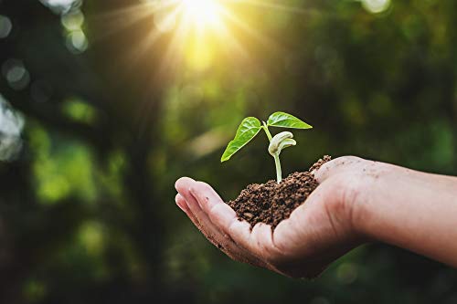 Mynatura Bio Shatavari Pulver I Asparagus racemosus I Naturprodukt I Rohkost I Indischer Spargel I Wurzelpulver I Ohne Zusätze (1 x 250g)