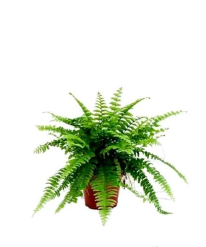 1 planta natural Nephrolepsis, Helecho de Boston, 15-20 cm. Helechos con frondas verdes arqueadas, ideal para decoración y purificación. Segura Garden.