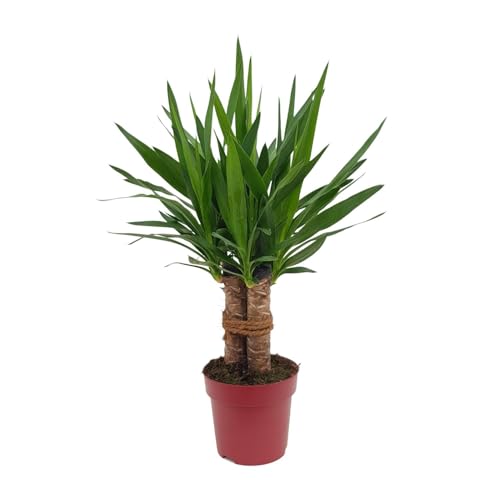 Yuca 'Tres Cañas - 60-70cm - Ø19cm - Planta de interior - Hojas perennes