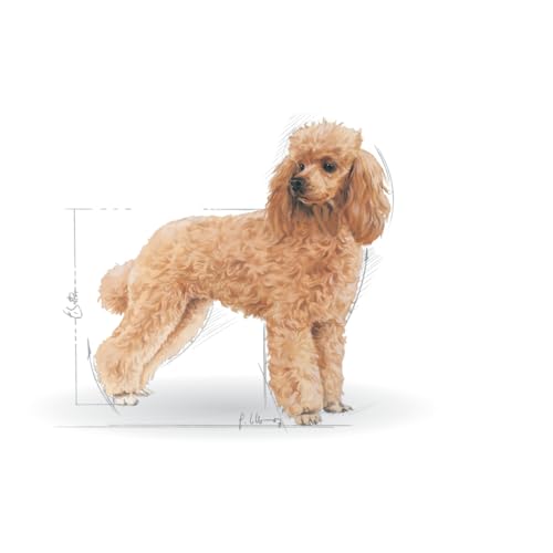 Royal Canin Poodle Adult | 12 x 85 g | Nassfutter für ausgewachsene und ältere Pudel | Ab dem 10. Lebensmonat | Zur Unterstützung des Fells | Mit Einer schmackhaften Textur