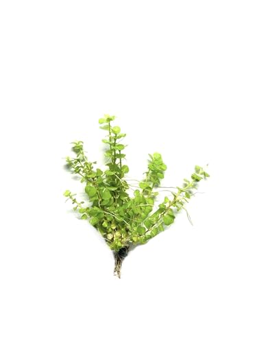 Marcus Fish Tanks Golden Lloydiella Creeping Jenny Lysimachia nummularia Aurea Live Aquarium Plants Buy 2 Get 1