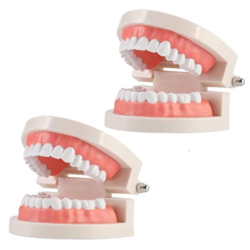 1pc Tooth Model Teaching Study Teeth Teeth Model Plastic Teeth Model Kids Teaching Teeth Model Typodont Demonstration Model Demonstration Oral Model Oral Study Supplies