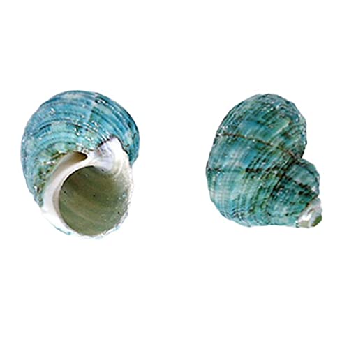 Coquillages de plage pour décoration de table et fête thème océan