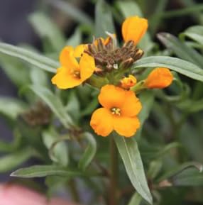 Erysimum Orange WallFlower Perennial Plant 6 Plug Plants