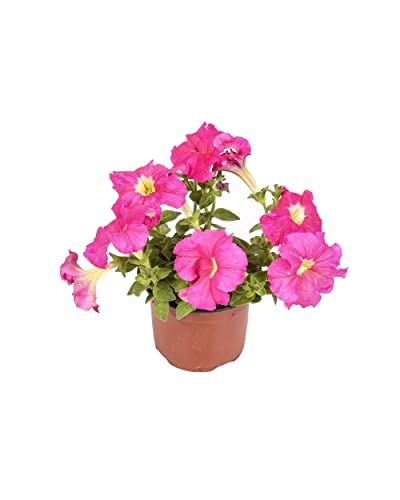 Planta de Exterior Petunia Flores de Colores