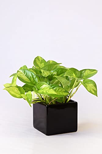 ϗtA { |gXEO[oO[ XNGA|bgiVCj[ubNj ~j ϗtA CeA O[ y~j|bgEIׂA|bgz