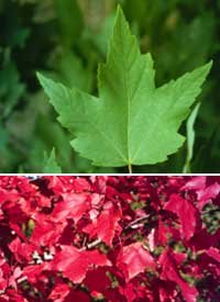 Acer rubrum: Red Maple Seeds