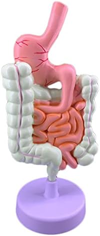 Human Digestive System Model - Anatomical Circulatory System Model - Gastrointestinal Hepatobiliary Anatomical Structure Model, Hand Painted (B)