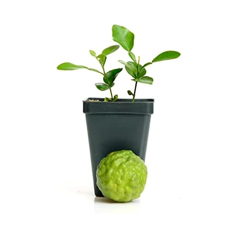 Kaffir Lime Tree - Pot of 2 Starter Plants. Citrus Hystrix. Makrut Lime. 3” - 5” Cover