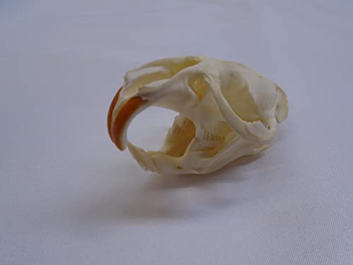 Real Muskrat Skull