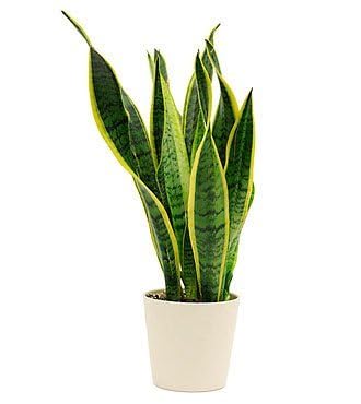 Reelzone Snake Plant Golden Flame Indoor Live Plants for Living Room, Home, Office, Table, Kitchen & Desk Decor Items (B0D96F4ZPF) Amazon Price History, Amazon Price Tracker