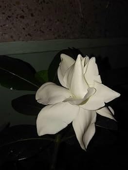 Image of Gardenia Gandharaj Live Plant with Pot | Fragrant White Flowering Plant for Home Garden Balcony Terrace | Natural Air-Purifying Ornamental Plant | Indoor Outdoor Decorative Plant ? Pack of 1
